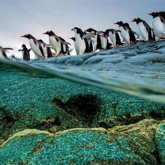 Puzzle 1000pz pinguini