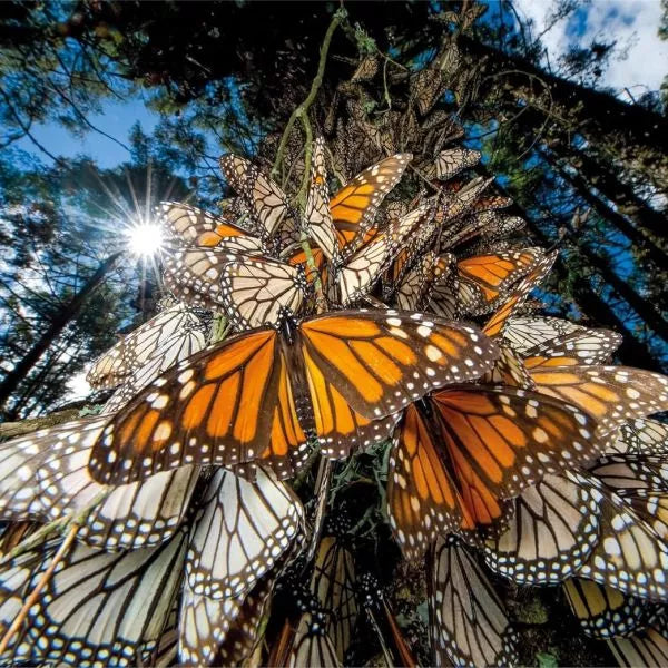 Puzzle 1000pz farfalla monarca