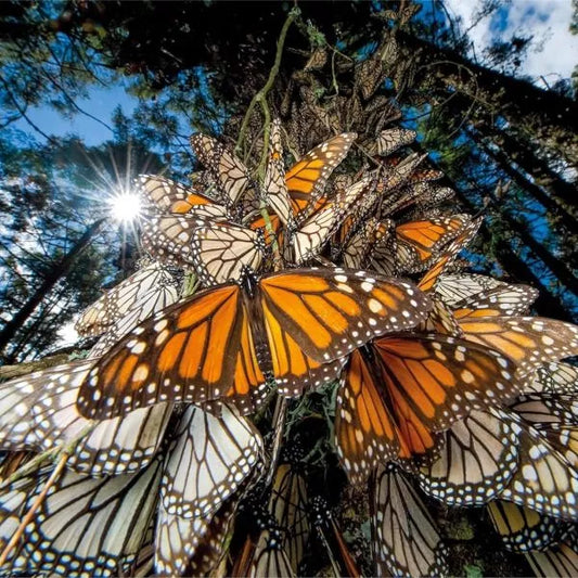 Puzzle 1000pz farfalla monarca